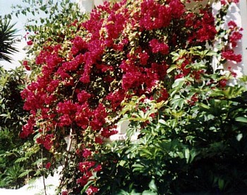 bougainvillea looking impressive