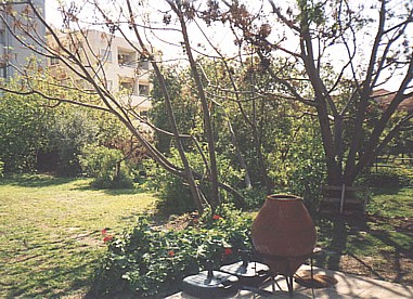 back garden starting to look good
