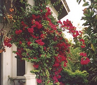 our pink bougainvillea blooming
