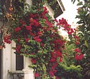 Our bougainvillea