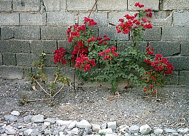 Our new bougainvillea,at the far end of the garden, is thriving!