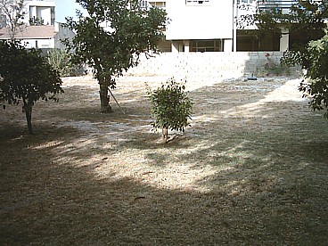 Our back garden, looking extremely brown after the hot summer