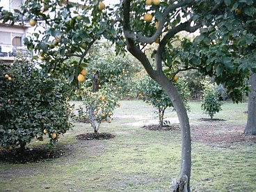 our garden after mowing and composting, showing some of the lemons and other citrus fruit