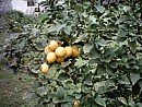 A lovely bunch of lemons 
