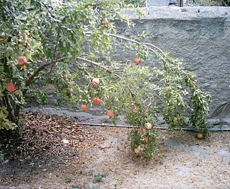 The branch of a pomegranate tree, very heavy with so much fruit
