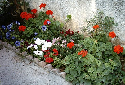 Our front flower-bed still doing well even in the summer