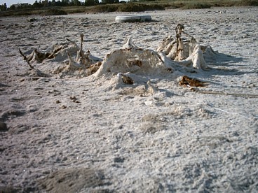 Artistic picture of some of the Salt Lake crust, partly dried out. Photo by Daniel