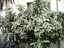 Mespila, almost ripe