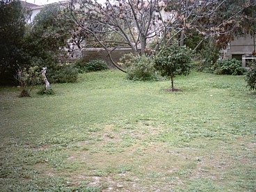 our back garden, still looking extremely green after so much winter rain