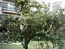 Lemon tree