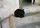 Jemima on the steps