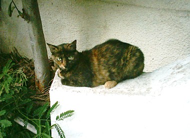 Sophia, our cat, watches the world go by as the weather gets warmer