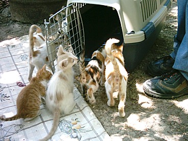 the kittens discovering the cage in which they would have to leave us