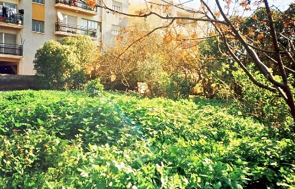 The huge weeds in our back garden in Cyprus