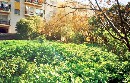 The weeds in our Cyprus garden; overwhelming after six weeks away!