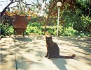 Jemima enjoying the sunshine on the patio in Cyprus