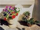 Petunias on our front porch in May, still doing well