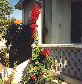 Our bougainvillea blossoms
