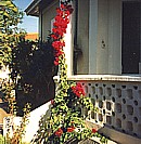 the bougainvillea we grew in Cyprus