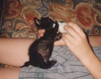 our new kitten Cleo, bottle-feeding