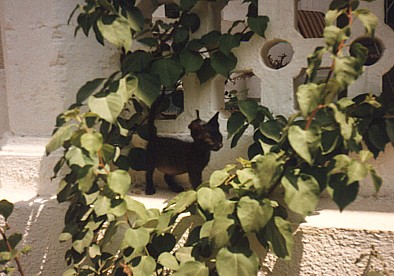 Cleo outside