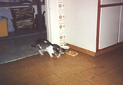 Feral cats in our kitchen