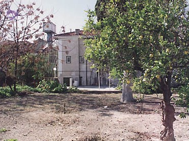 Back garden showing a lemon tree