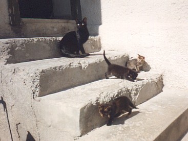 Cleo takes the three kittens exploring outside