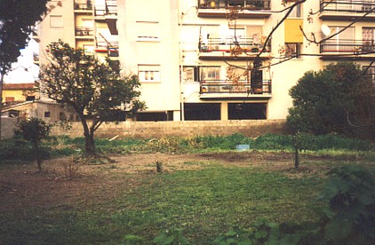 our garden in Cyprus, now green and growing fast