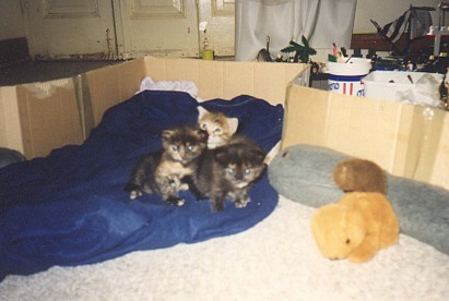 The three kittens, now with eyes open