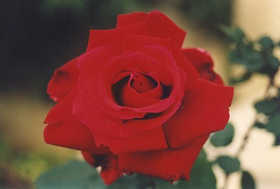 One beautiful rose bloomed in our garden