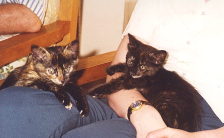 Sophia and Jemima, growing fast